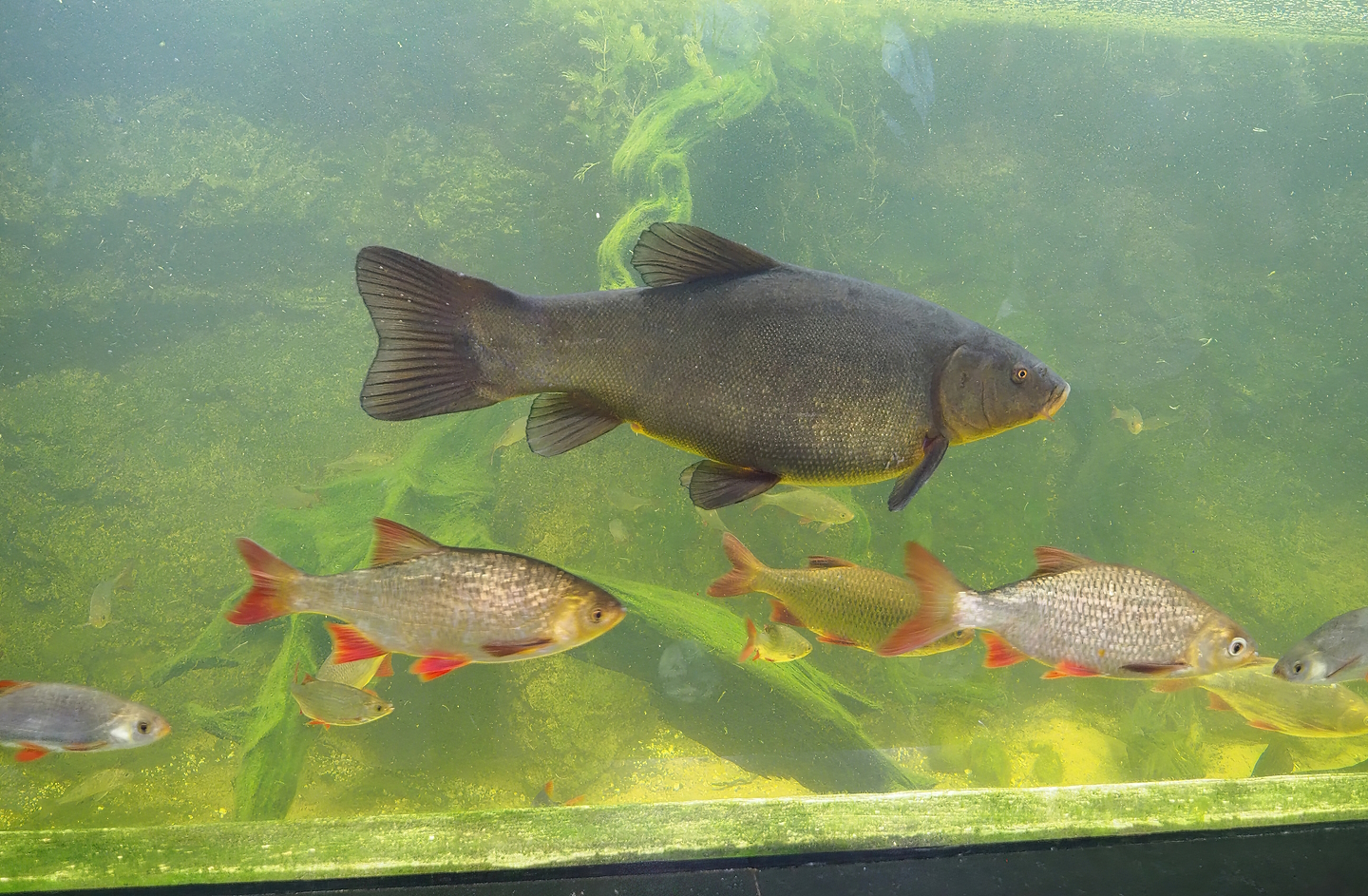 Tench (Tinca tinca) and Rudd (Scardinius erythrophthalmus), 2022-08-20
