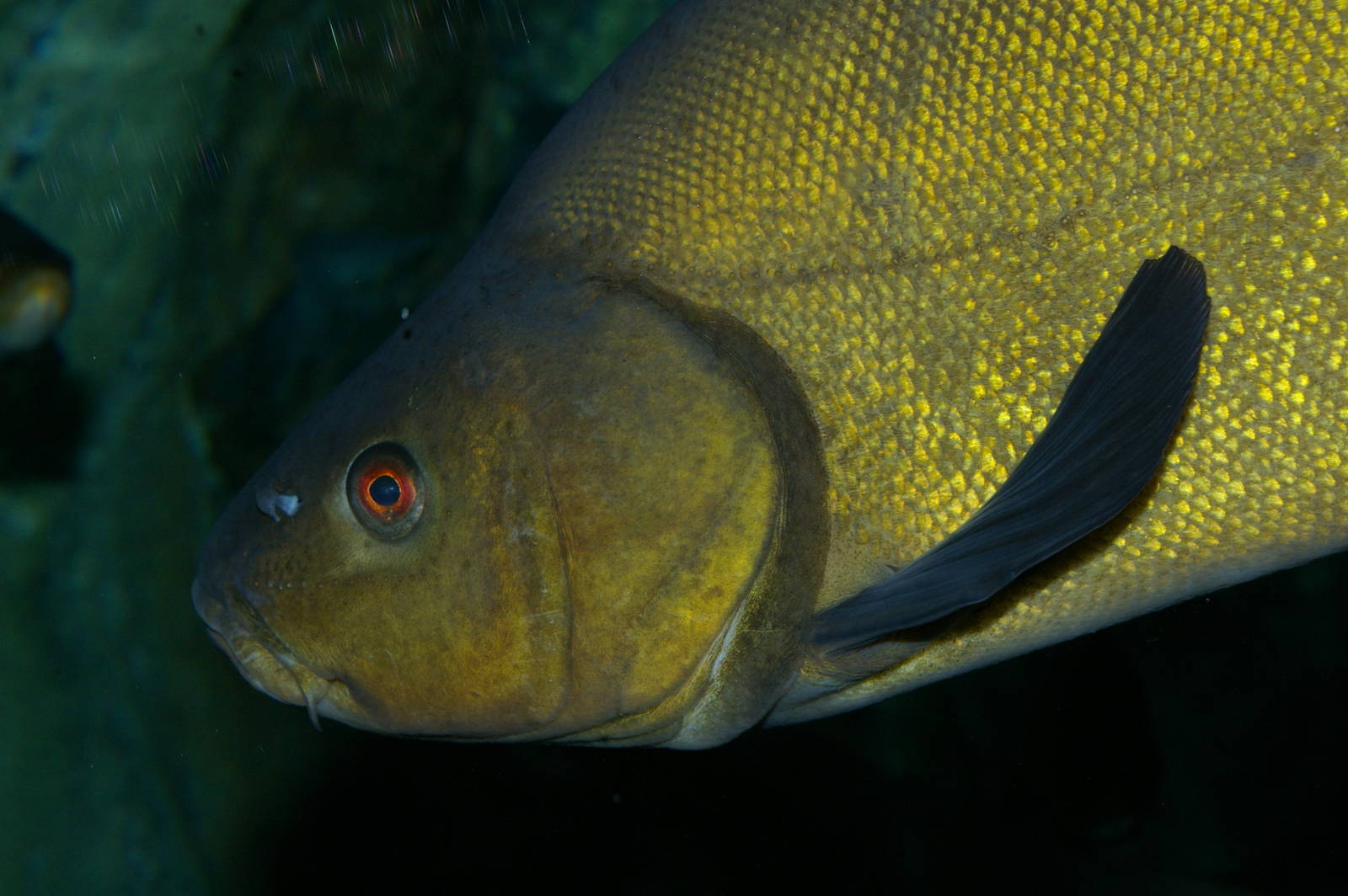 tench (Tinca tinca)