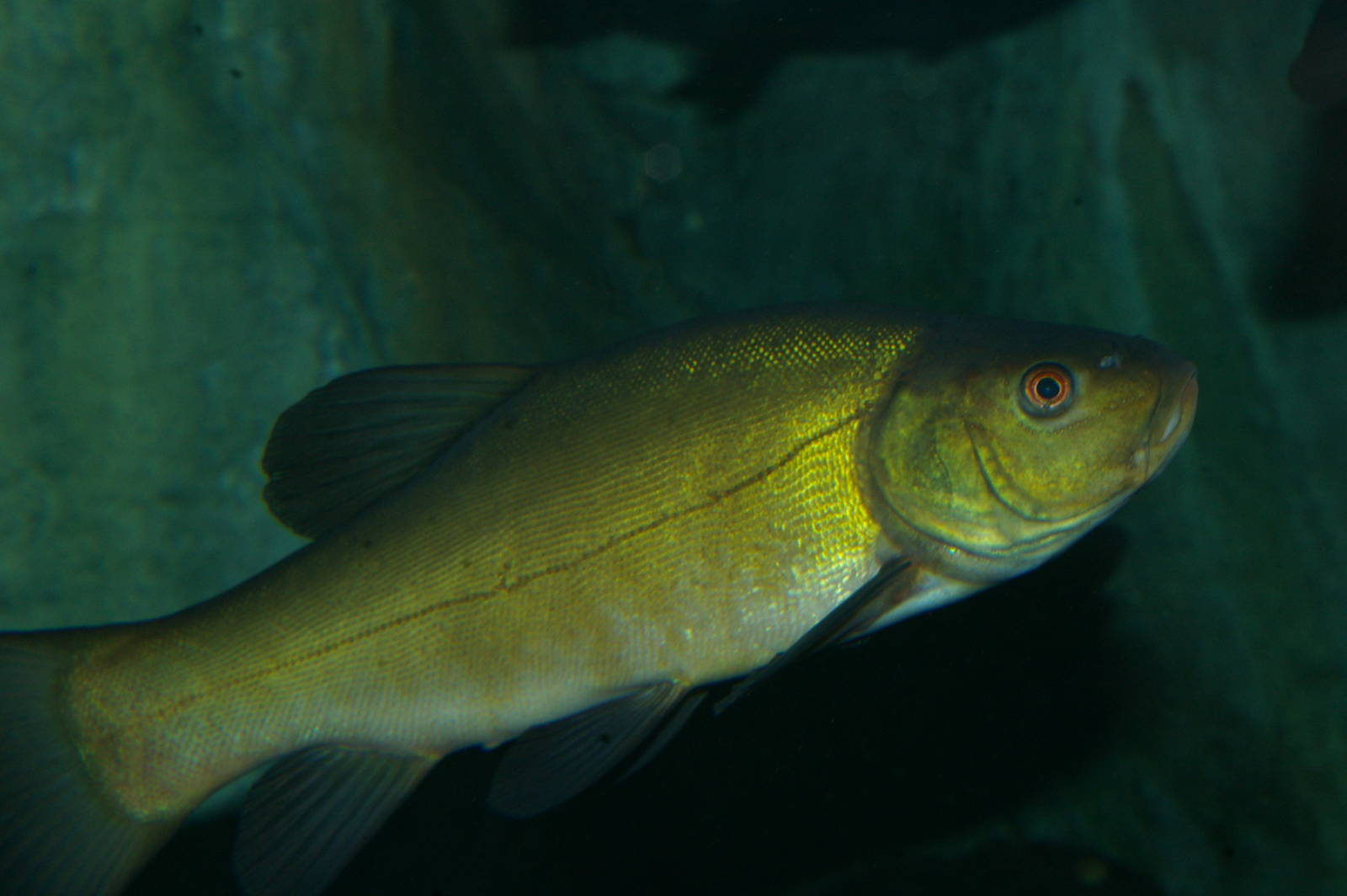 tench (Tinca tinca)