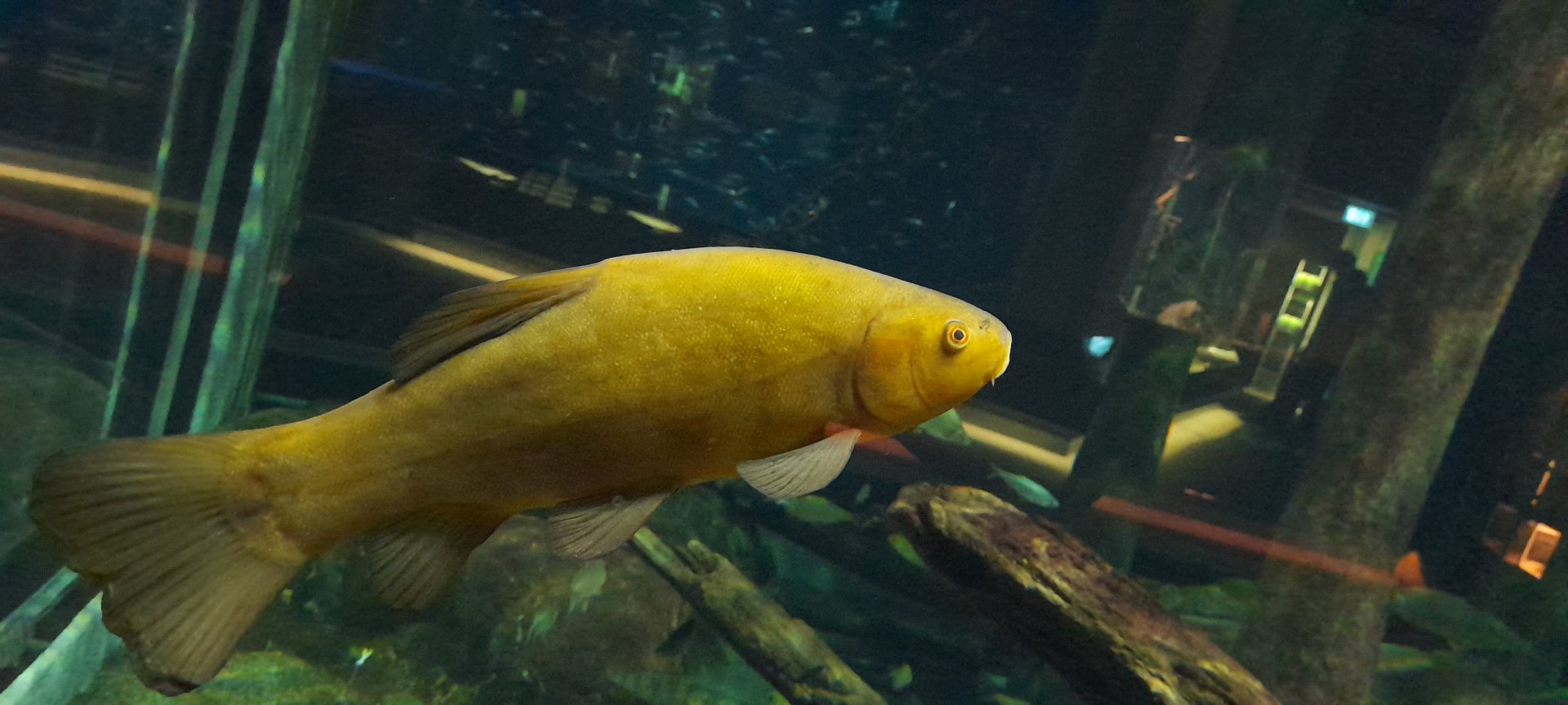 Tench (Tinca tinca)