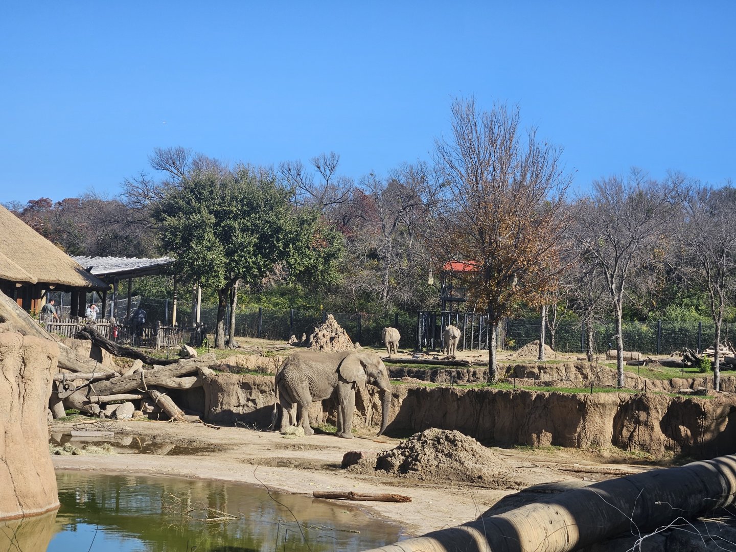 Tendaji in the tembo undango yard