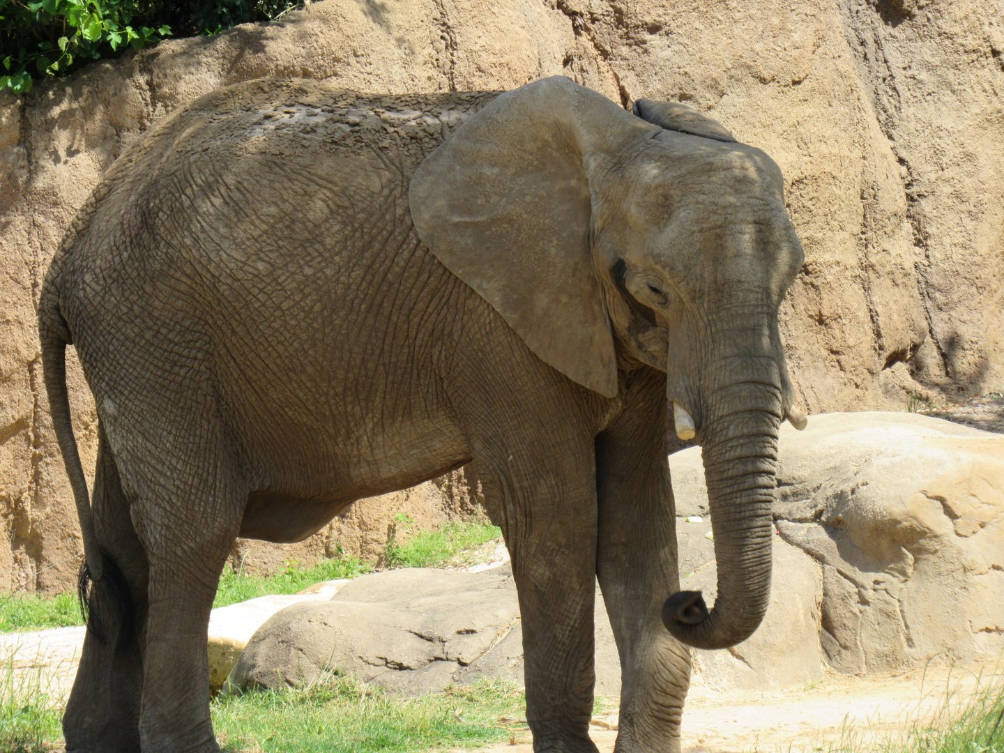 Tendaji, new African Elephant from Swaziland