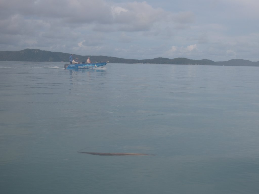 Tender for the Eclipse