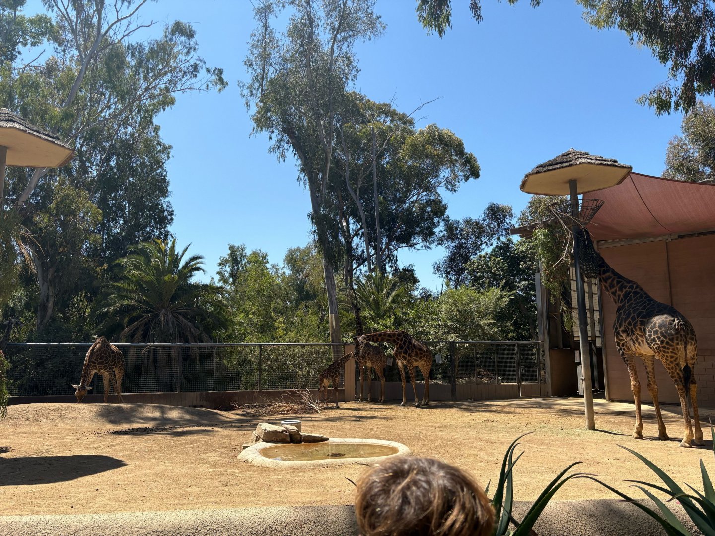 Tender Moment Between Sabah (Mom) and Unnamed Calf