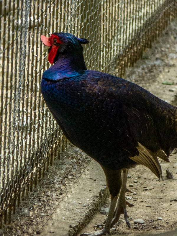 tenebrosus pheasant