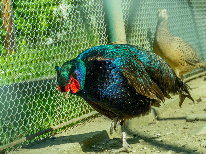 Tenebrosus pheasant