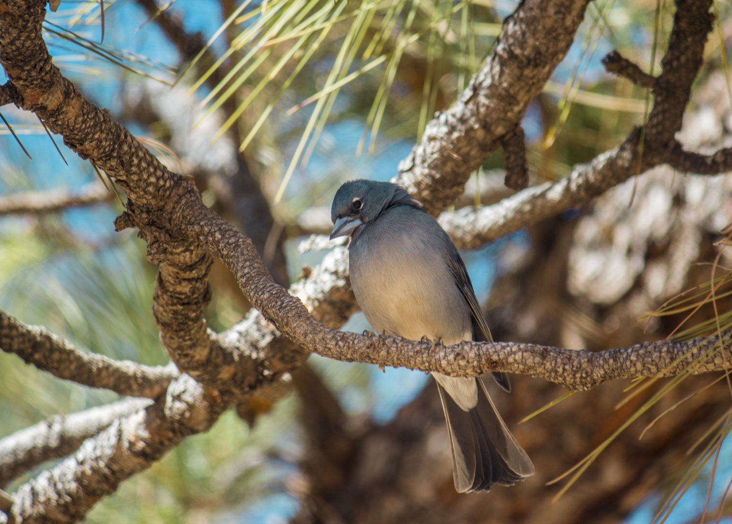 Tenerife blue chaffinch, Fringilla teydea