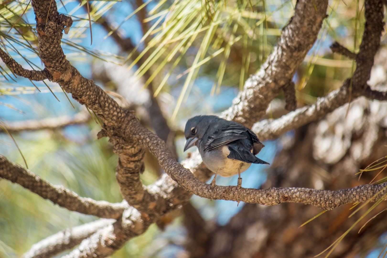 Tenerife blue chaffinch, Fringilla teydea