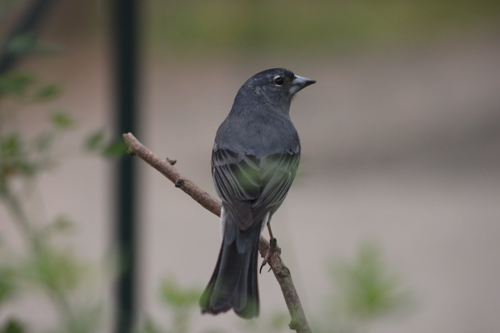 Tenerife blue chaffinch (Fringilla teydea)