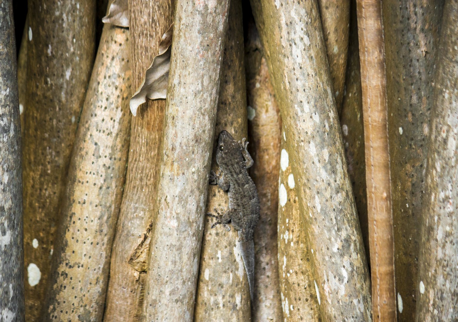 Tenerife gecko, Tarentola delalandii
