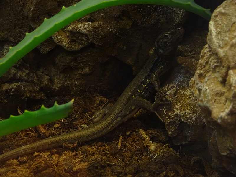 Tenerife lizard Gallotia galloti