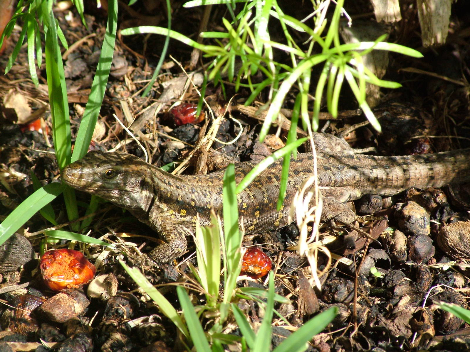 Tenerife Lizard (wild) at Loro Parque, 08/11/10