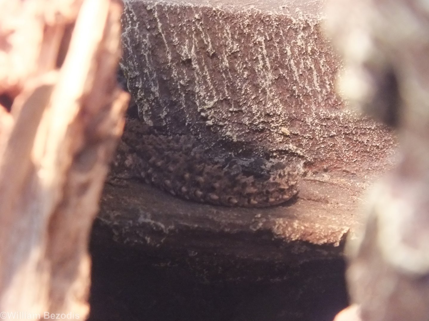 Tenerife Wall Gecko- Wroclaw Zoo Terrarium
