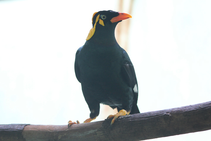 Tenggara hill myna (Gracula venerata) - PCBA