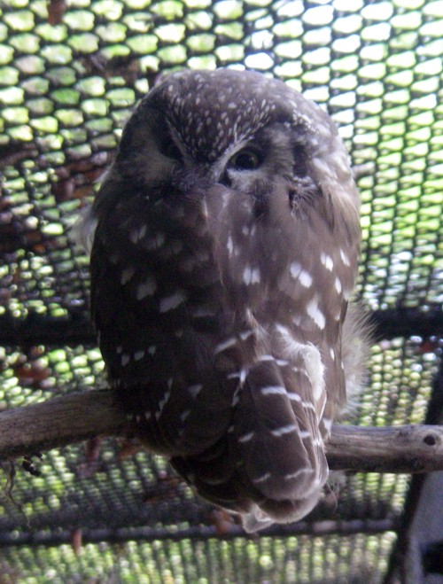 Tengmalm's Owl (Aegolius funereus)