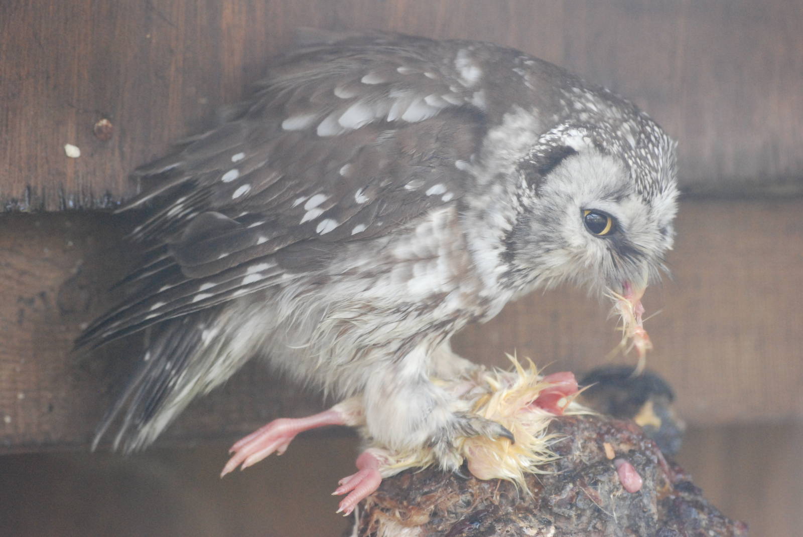 Tengmalm's Owl at Blackbrook, 28/10/11