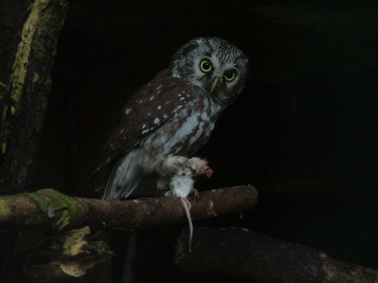 Tengmalm's Owl at Blackbrook Sept 2008