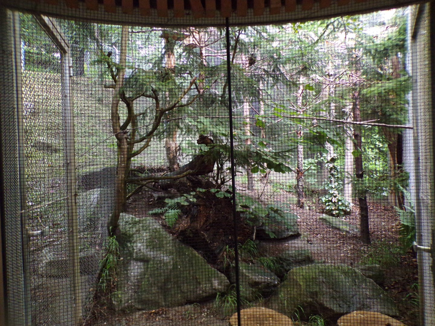 Tengmalm’s owl aviary 9.7.25