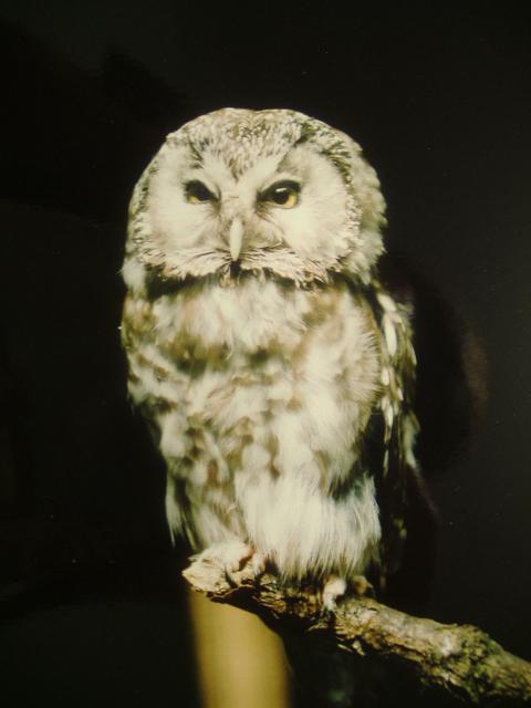 Tengmalms Owl Cotswold
