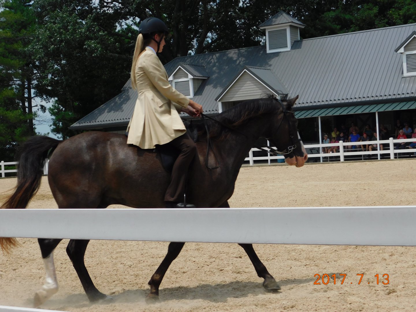 Tennesee Walking Horse