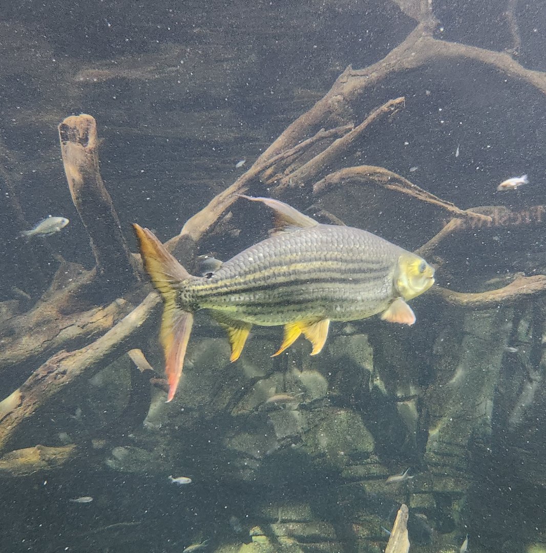 Tennessee Aquarium - African Tigerfish