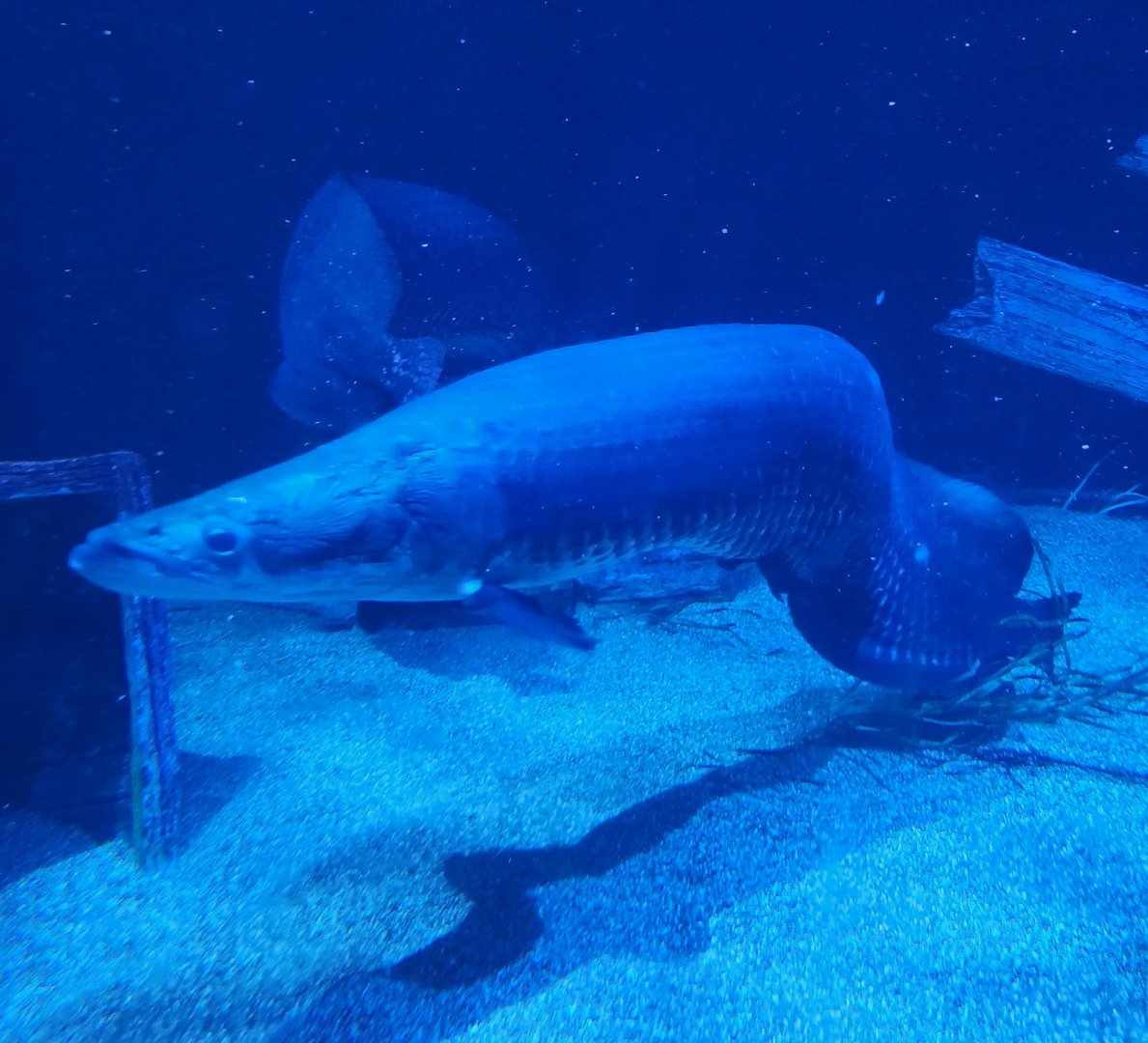 Tennessee Aquarium - Arapaima