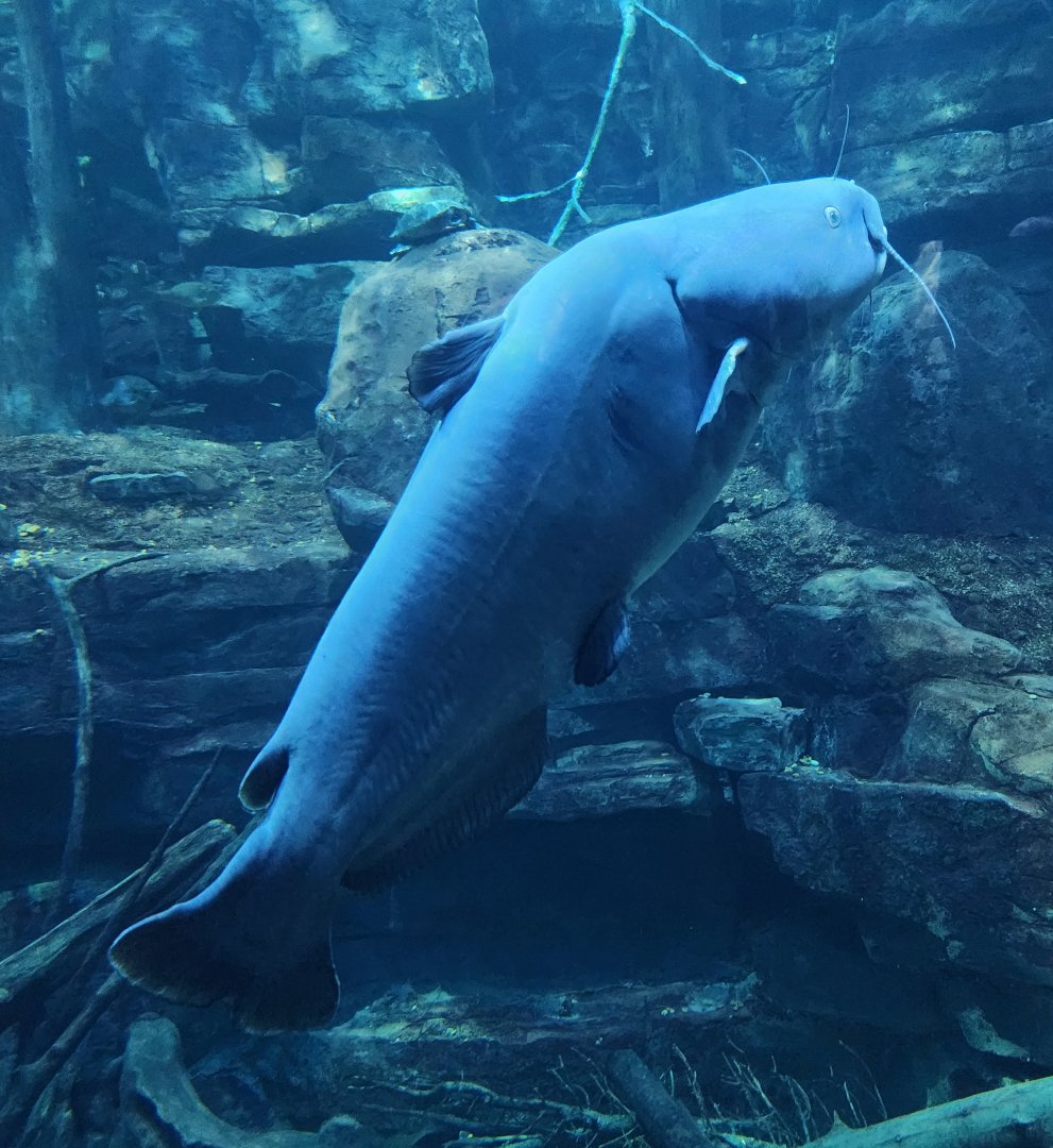 Tennessee Aquarium - Blue Catfish