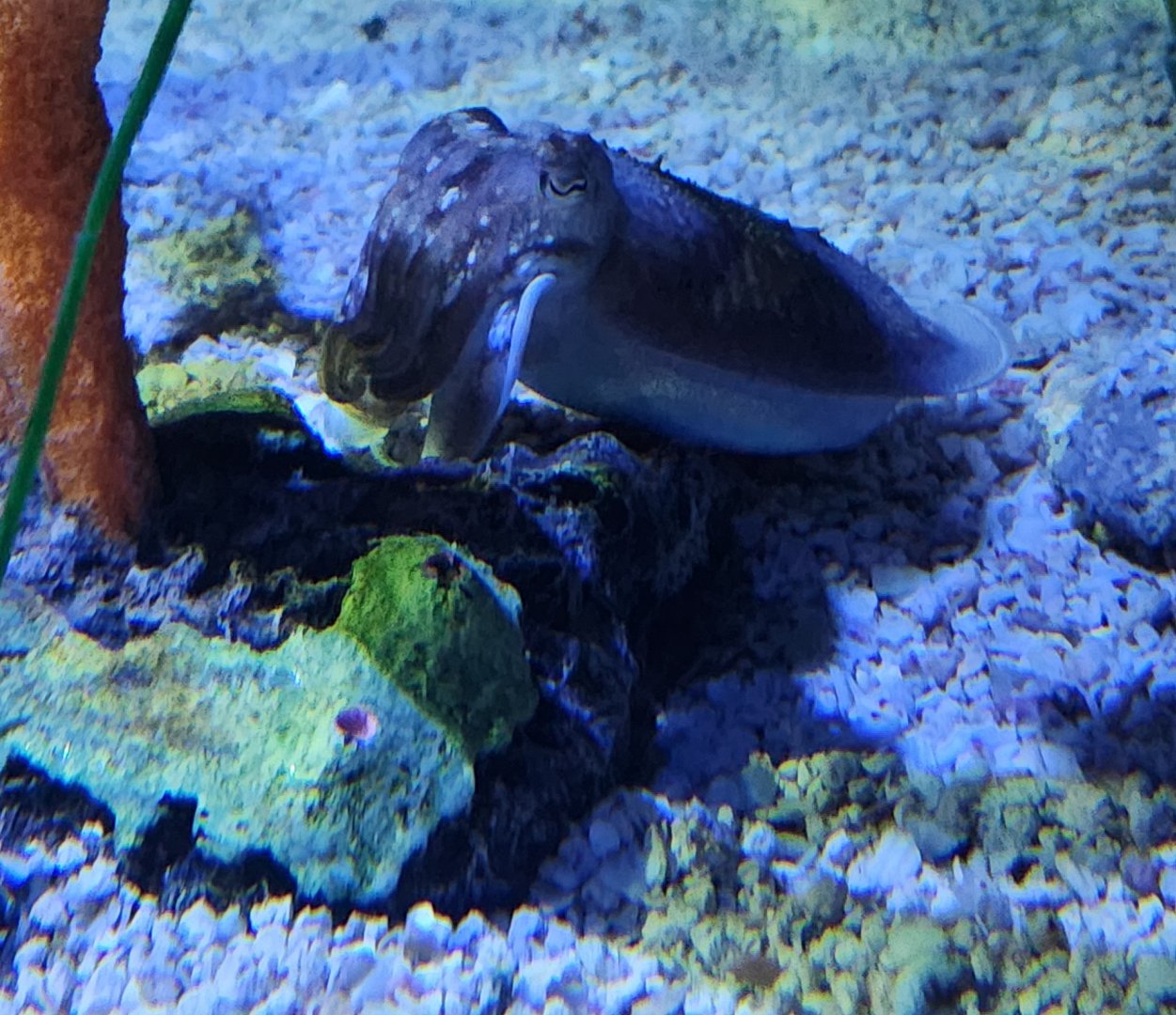 Tennessee Aquarium - Common Cuttlefish