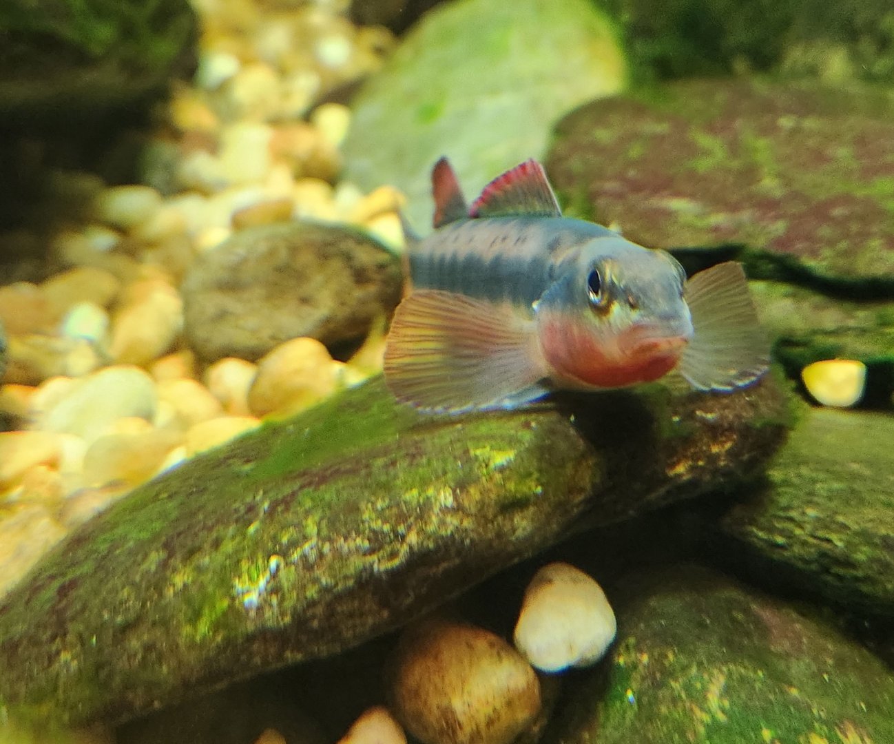 Tennessee Aquarium - Darter