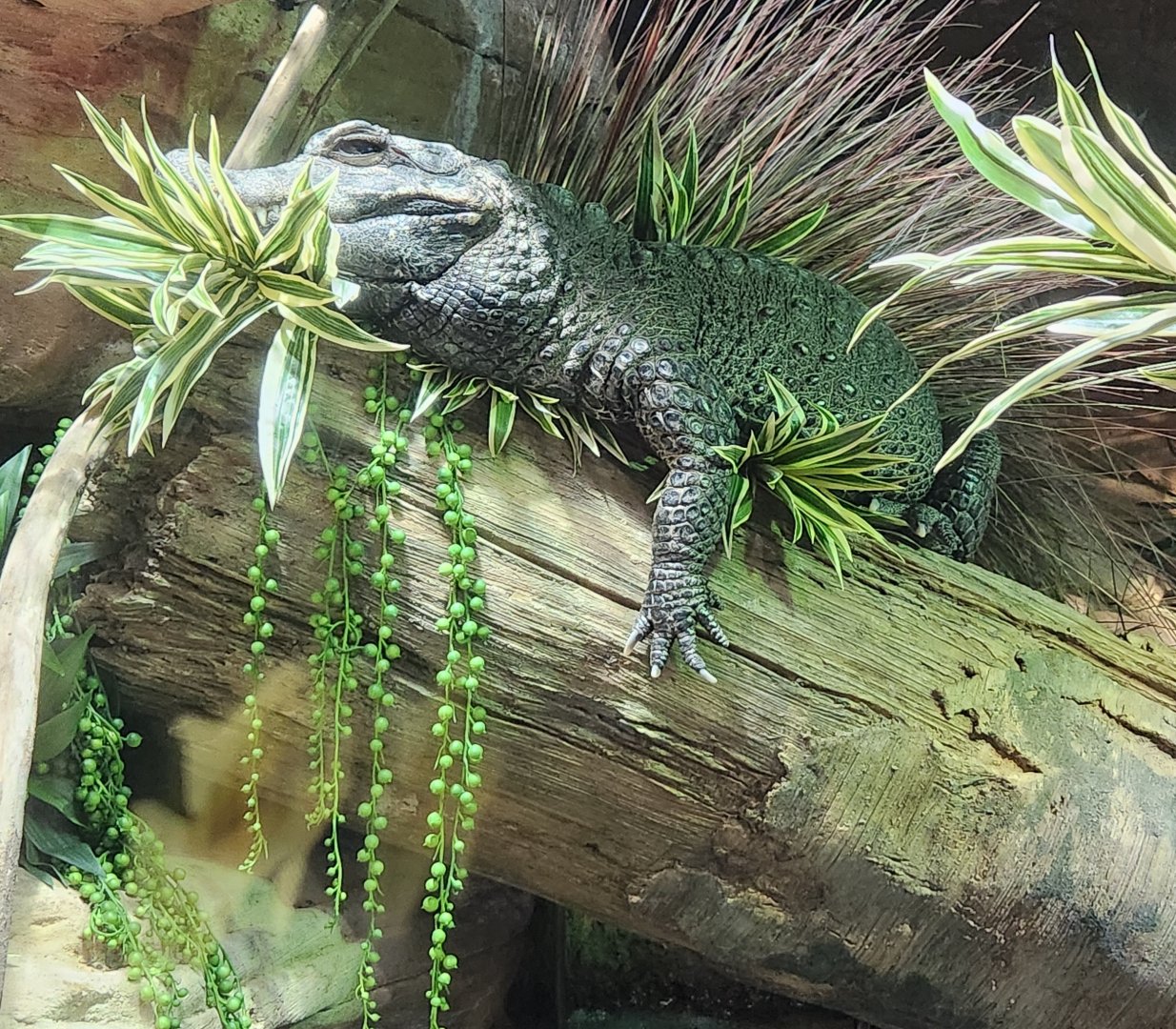 Tennessee Aquarium - Dwarf Crocodile