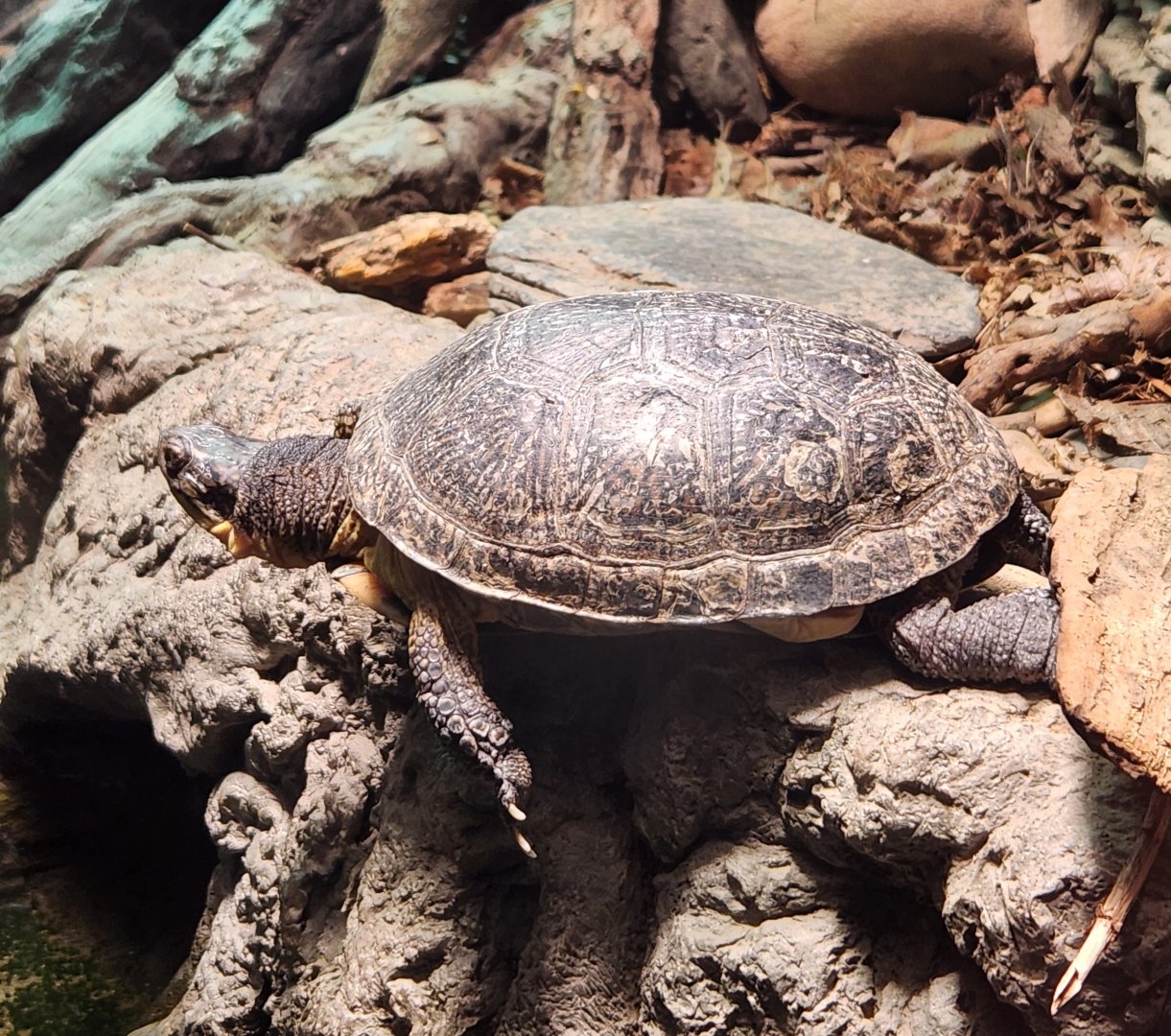 Tennessee Aquarium - Emydoidea blandingi