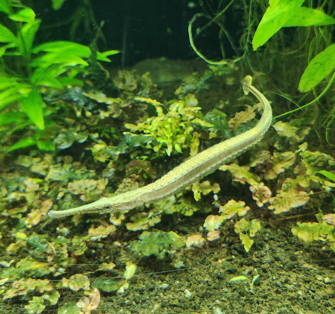 Tennessee Aquarium - Freshwater Pipefish