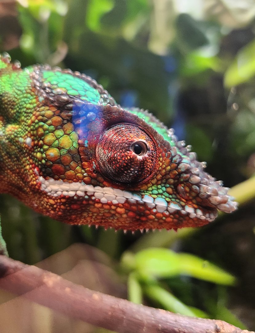 Tennessee Aquarium - Furcifer pardalis
