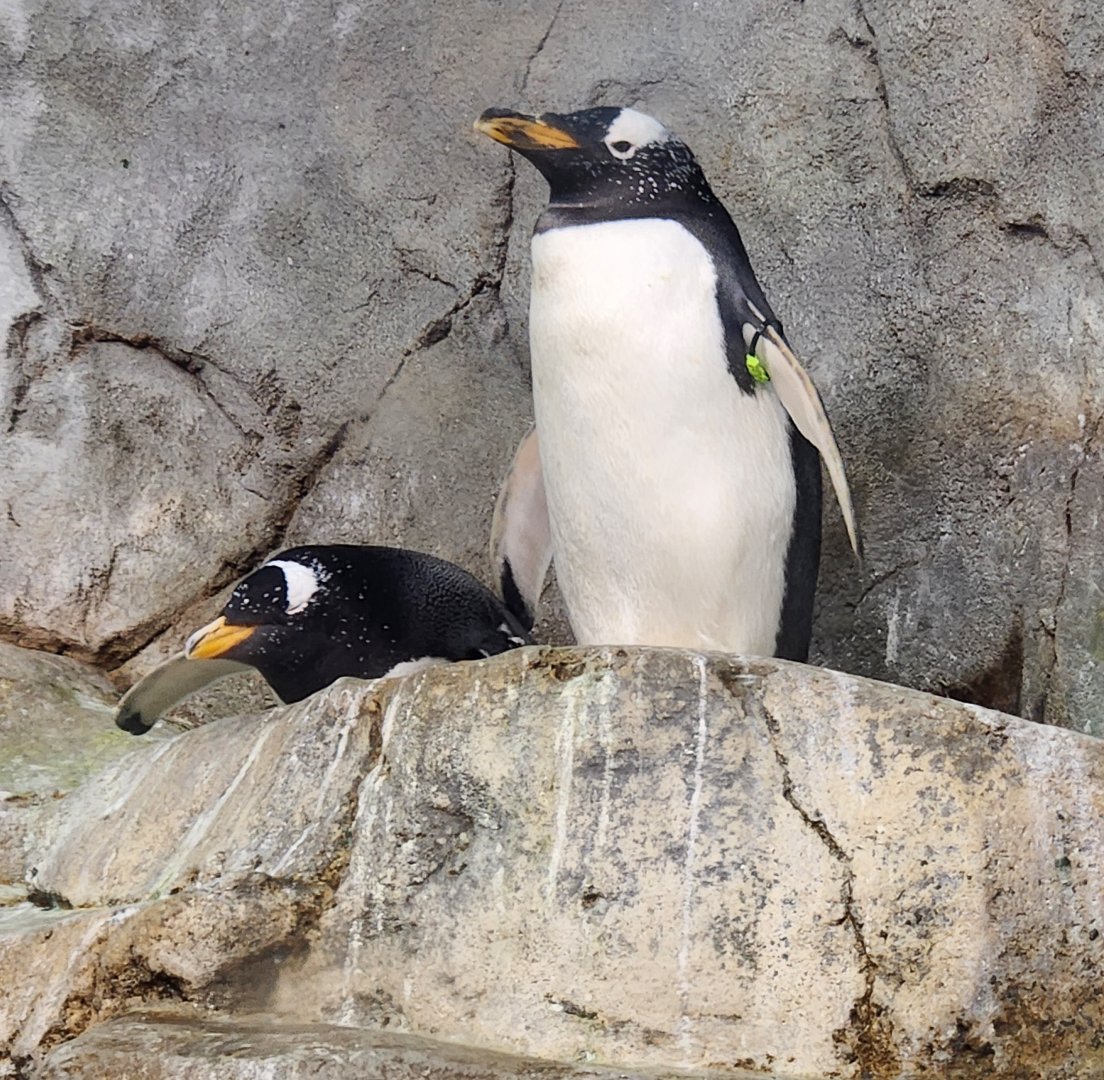 Tennessee Aquarium - Gentoo Penguins
