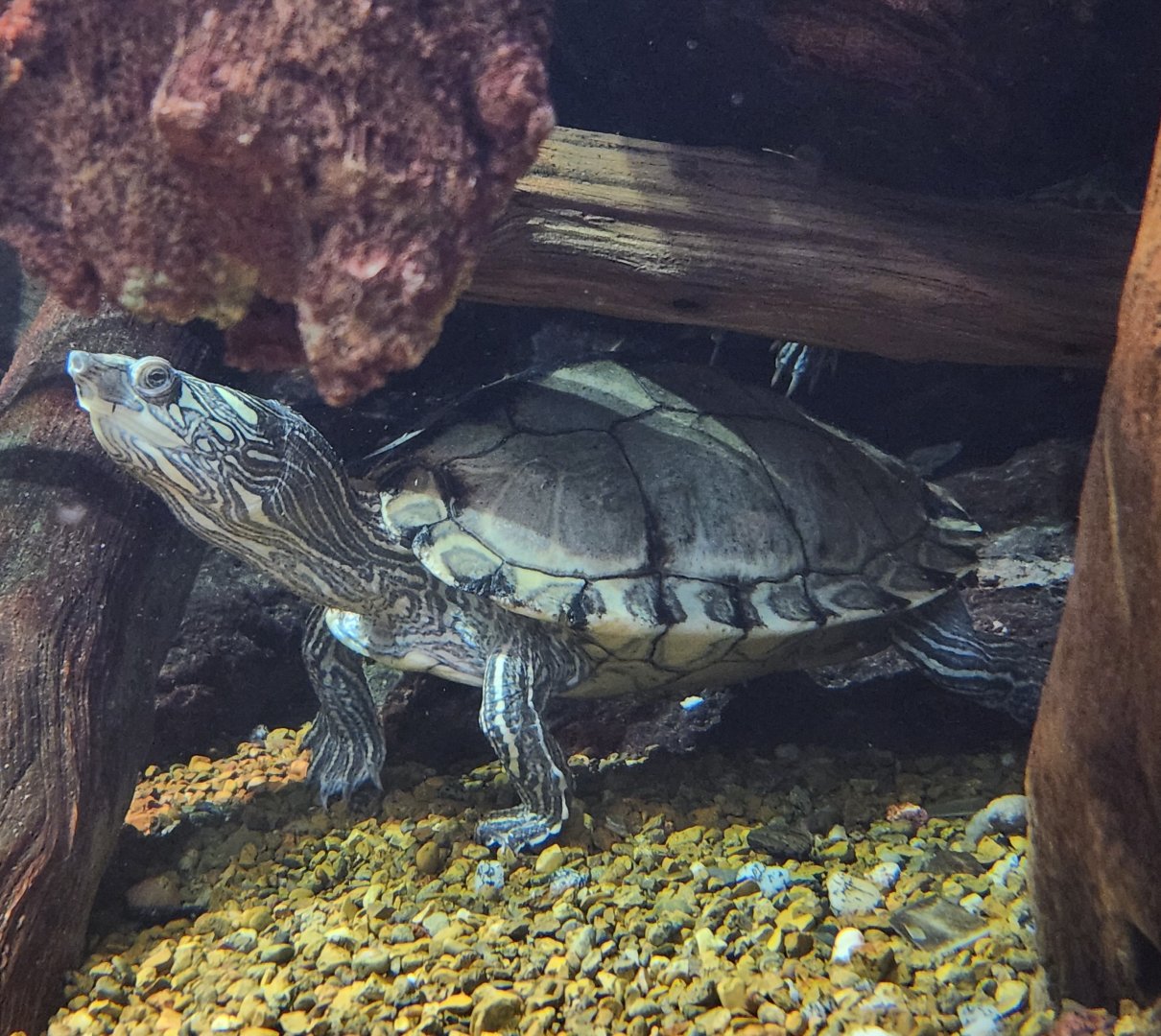 Tennessee Aquarium - Graptemys pearlensis