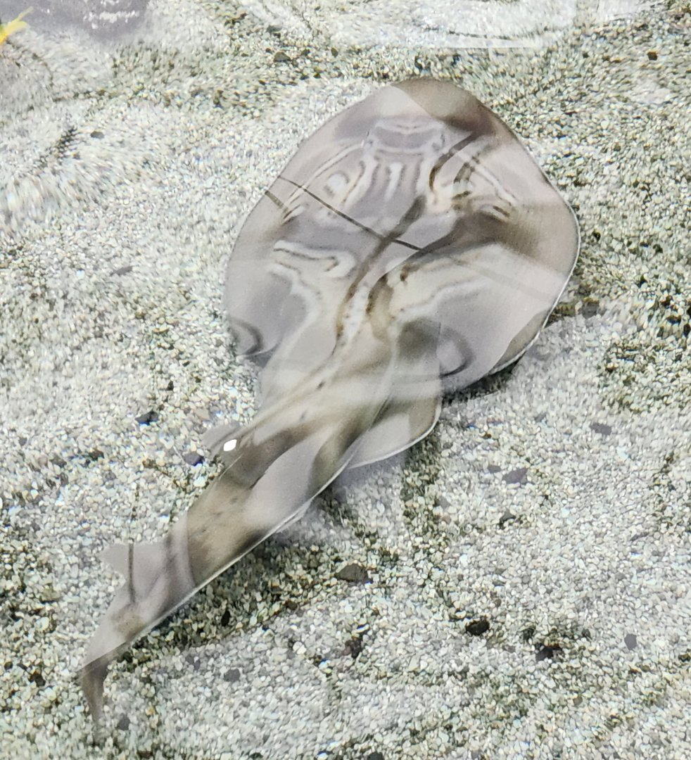 Tennessee Aquarium - Guitarfish