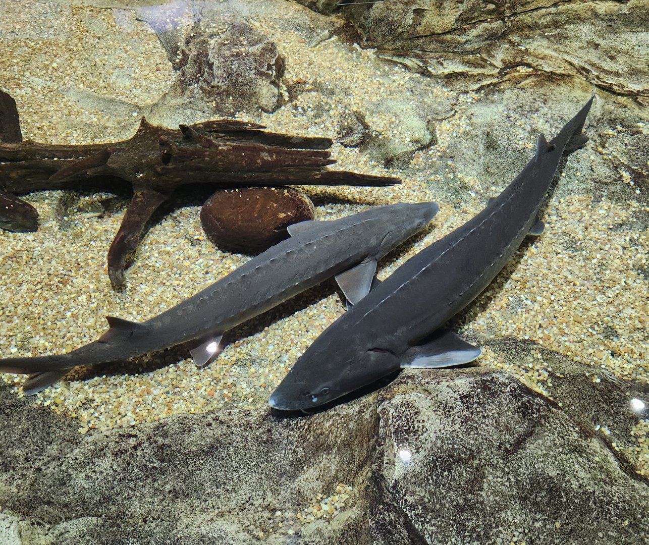Tennessee Aquarium - Lake Sturgeons in touch tank