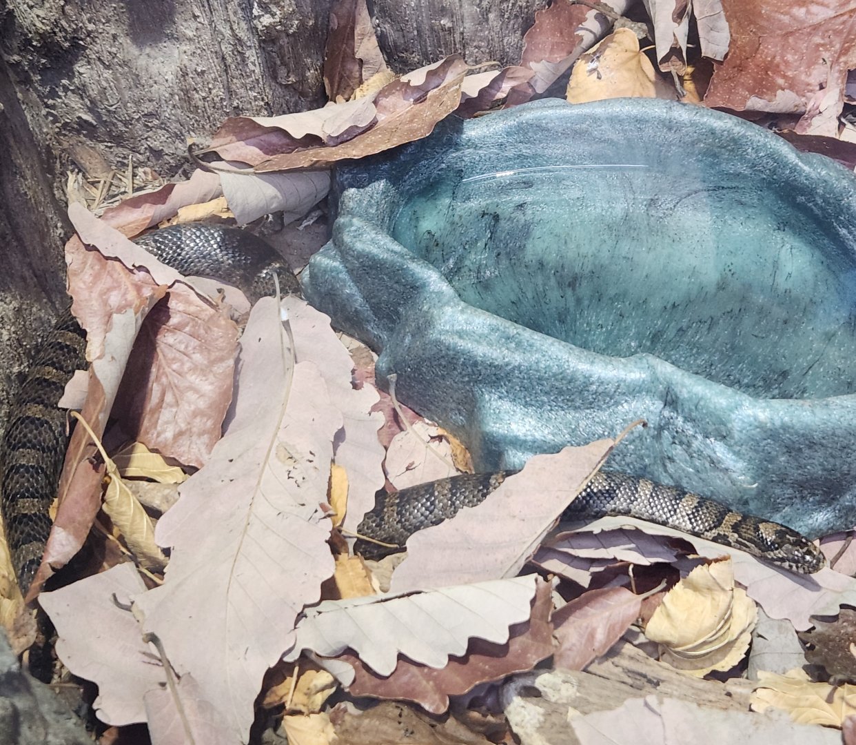 Tennessee Aquarium - Lampropetlis triangulum triangulum