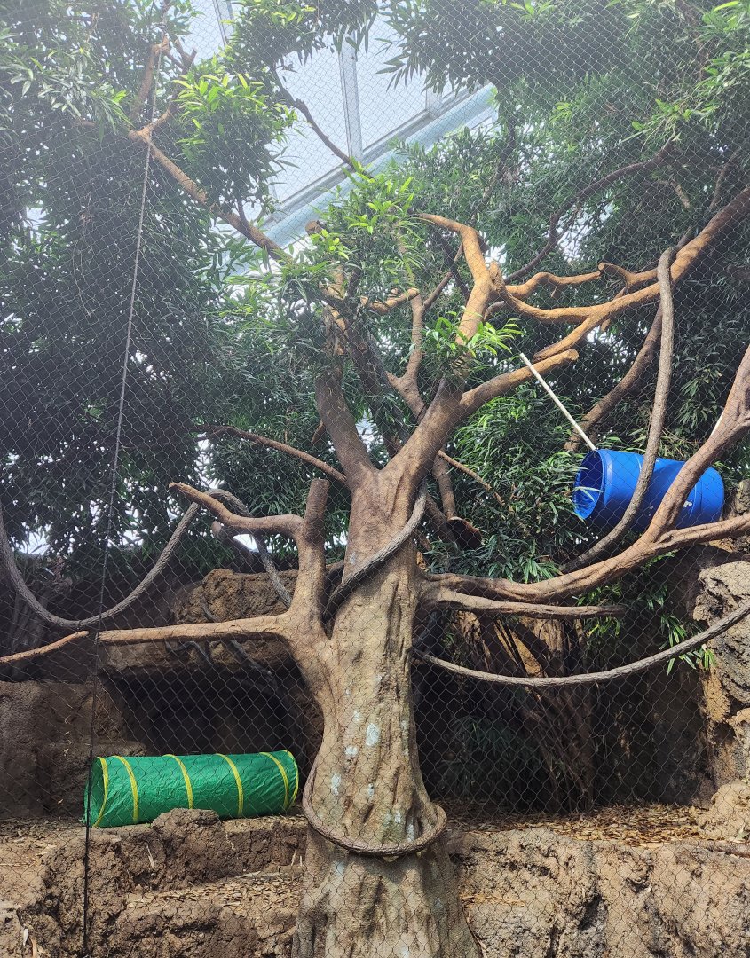 Tennessee Aquarium - Lemur exhibit