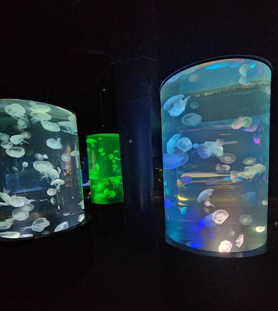 Tennessee Aquarium - Moon Jellyfish exhibits