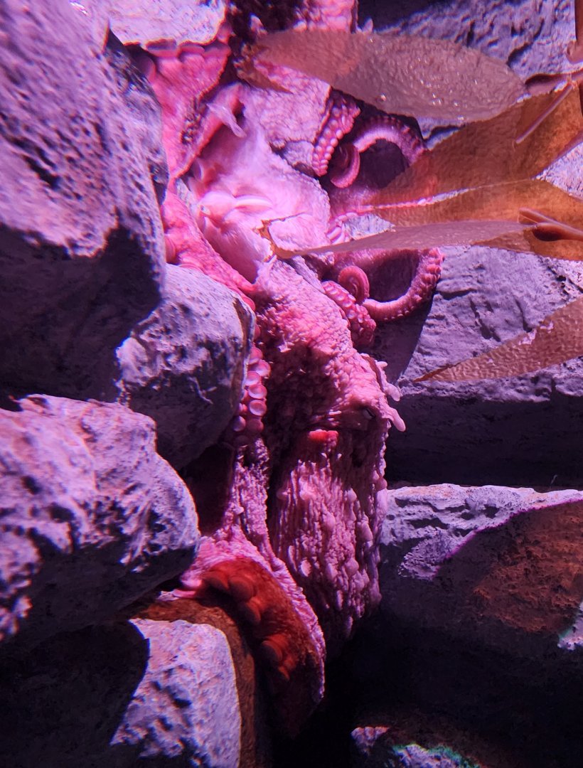 Tennessee Aquarium - Pacific Giant Octopus