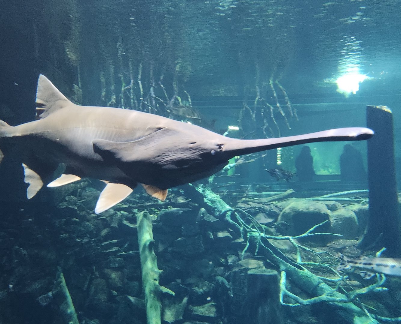 Tennessee Aquarium - Paddlefish