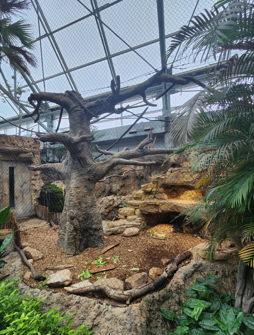 Tennessee Aquarium - Radiated Tortoise/lemur exhibit