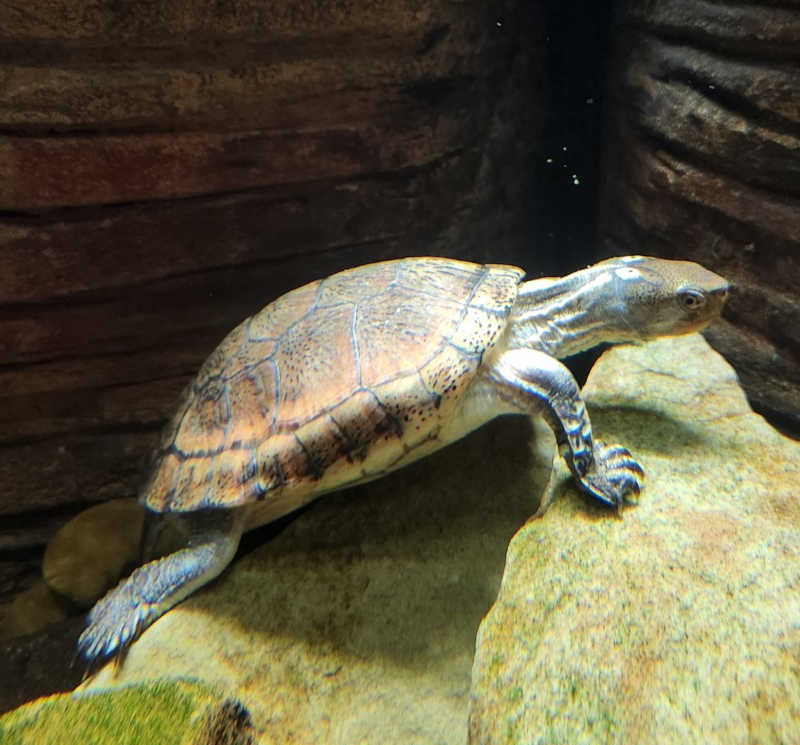 Tennessee Aquarium - Sacalia bealei