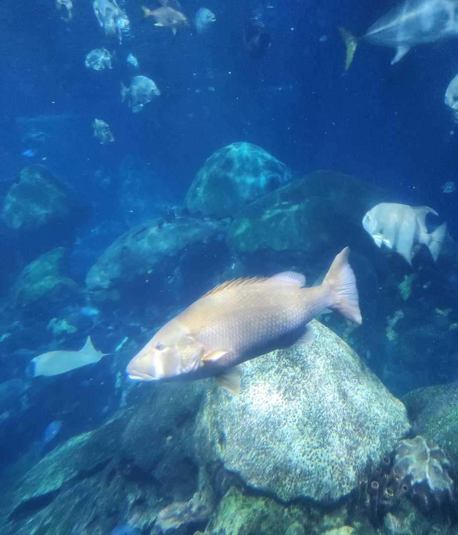 Tennessee Aquarium - Secret Reef fish