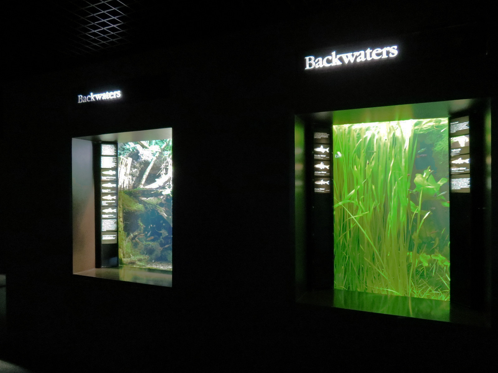 Tennessee River - 2 Backwaters Exhibits