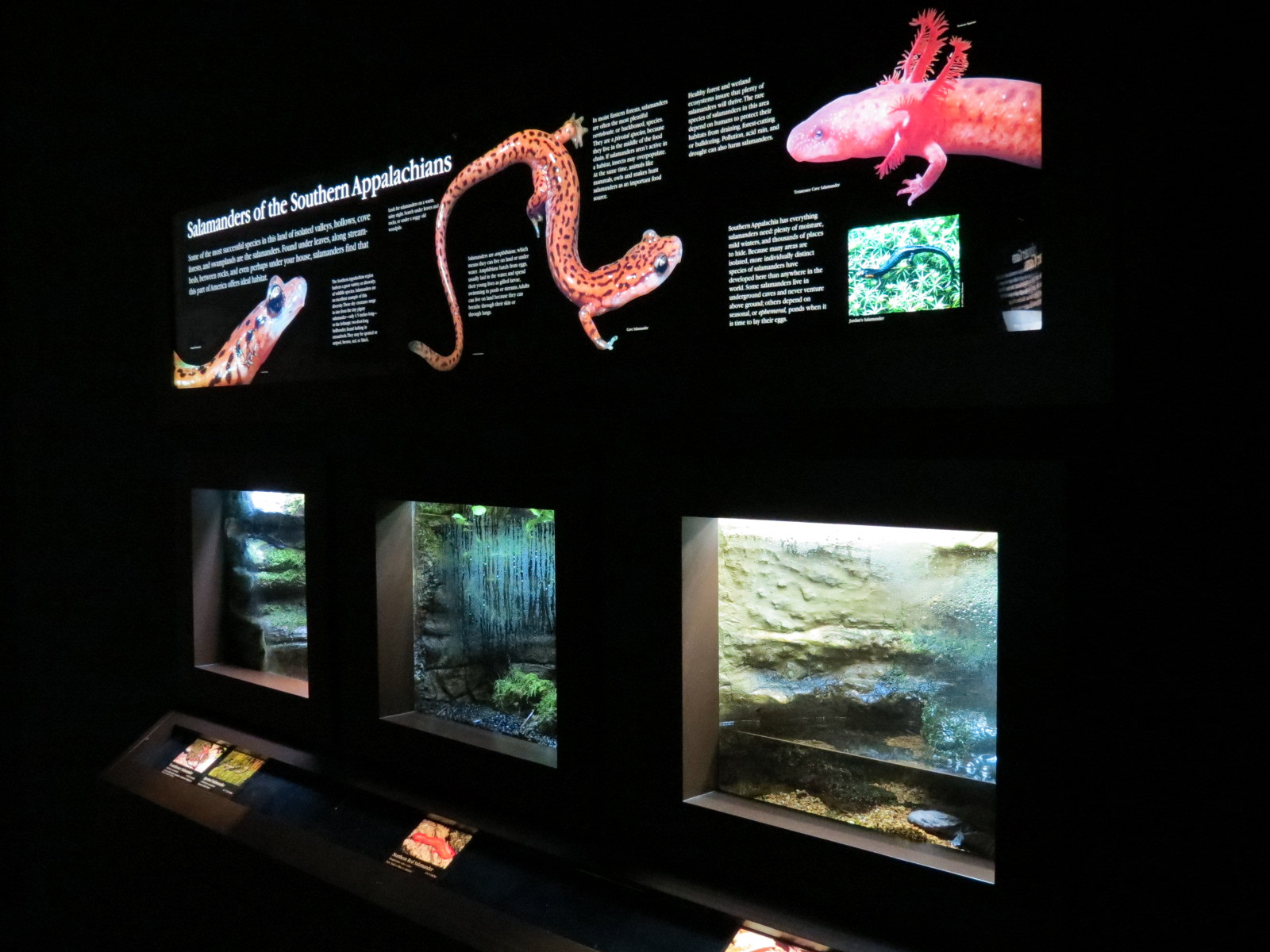 Tennessee River - 3 Salamanders Exhibits