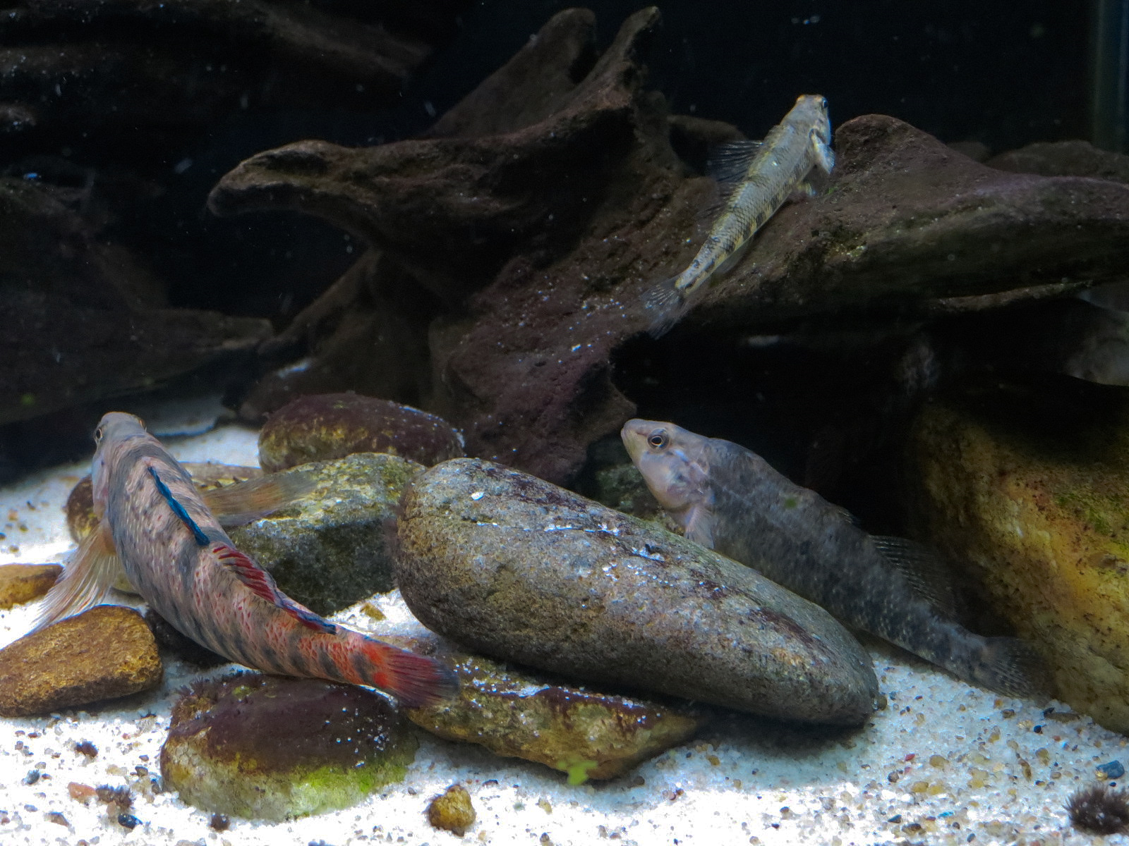 Tennessee River - Darter Exhibit