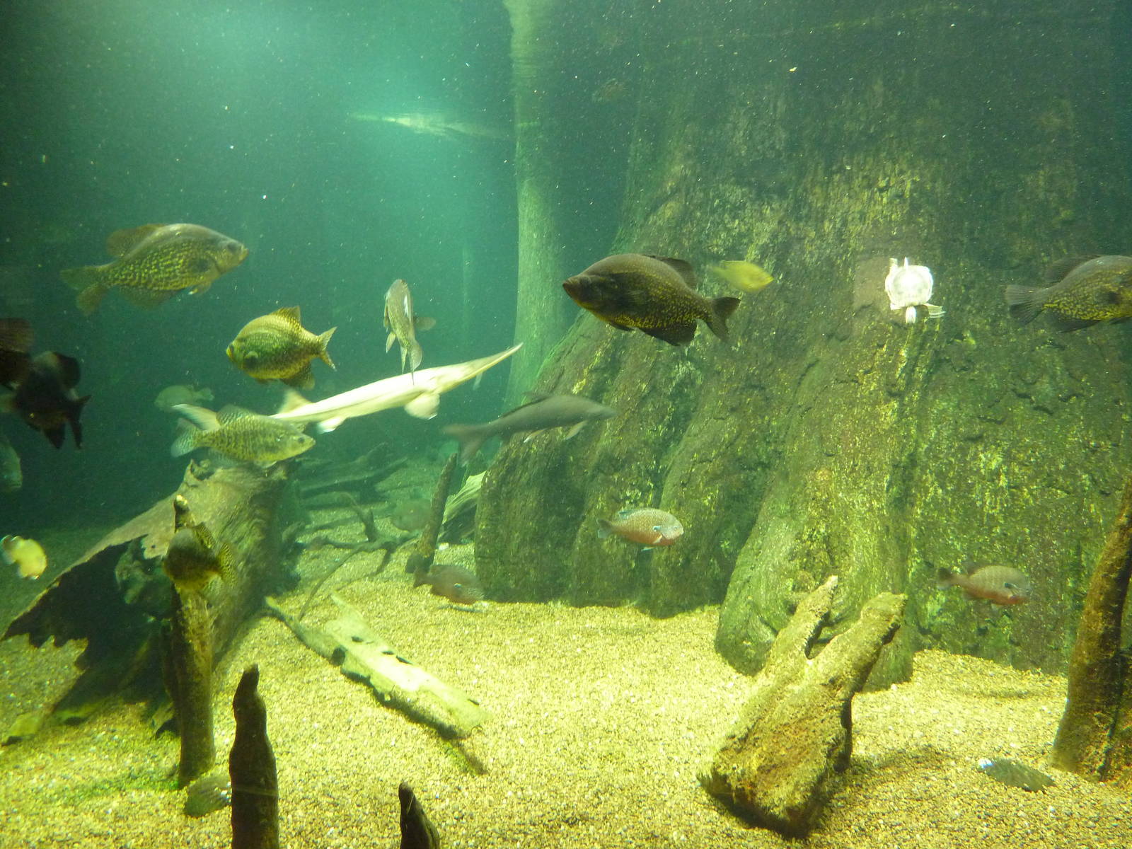 Tennessee River Gallery - Nickajack Lake