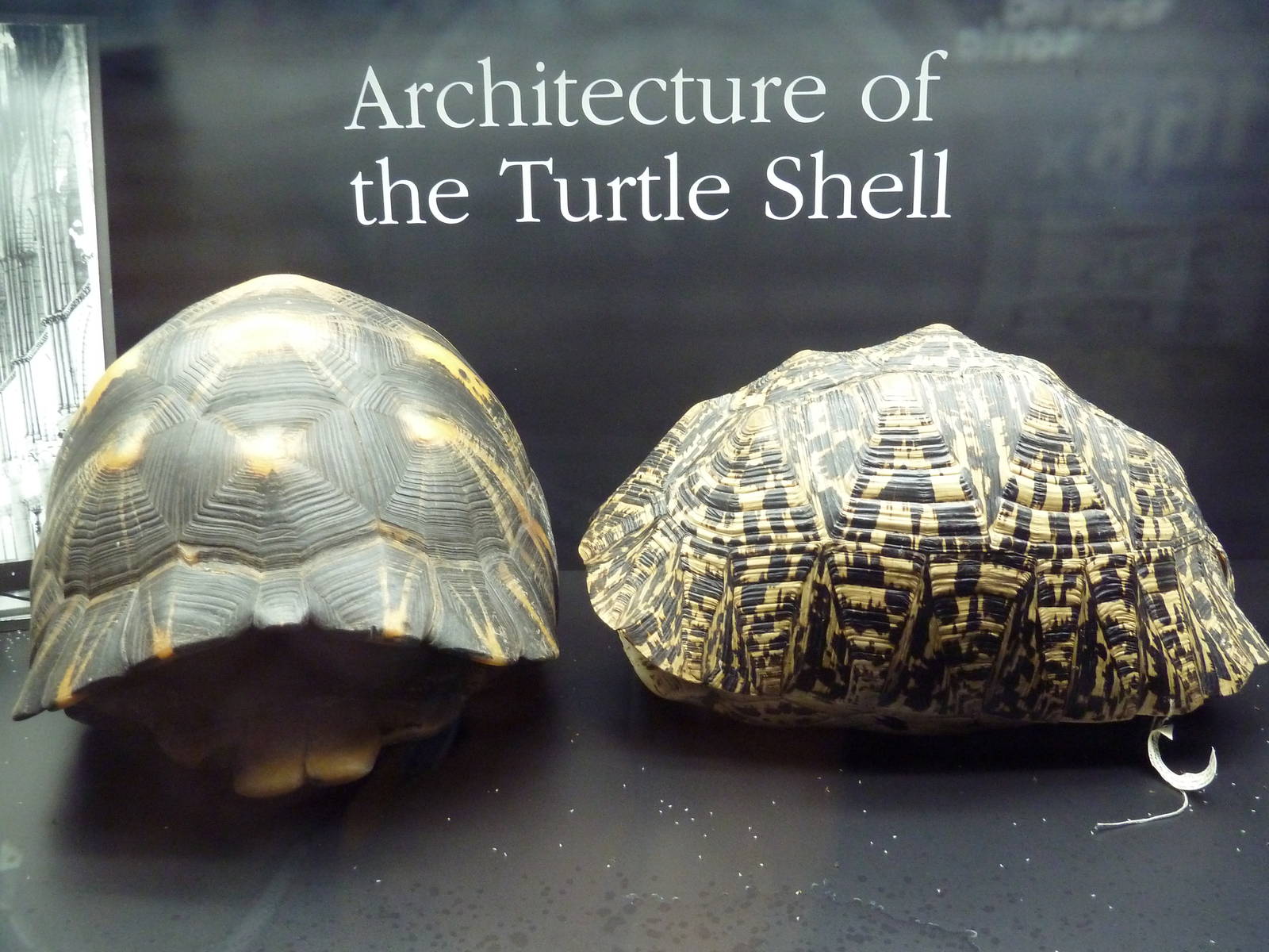 Tennessee River Gallery - Turtle Shells